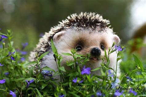 Baby Hedgehog In The Grass 8p Aww