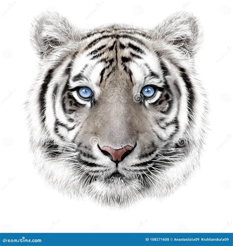 Retrato Del Mano Dibujo De Un Tigre De Bengala Blanco Foto De Archivo