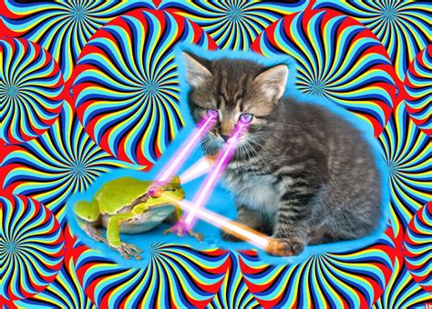 Laser Kitten Laser Kitten Cat Laser Crazy Cats