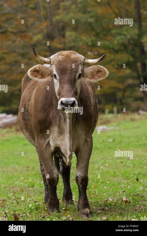 Shorthorn Cow Walking Towards Camera In Field Stock Photo Alamy
