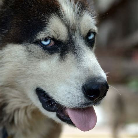 Arctic Malamute With Blue Eyes Muzzle Portrait Close Up This Is A