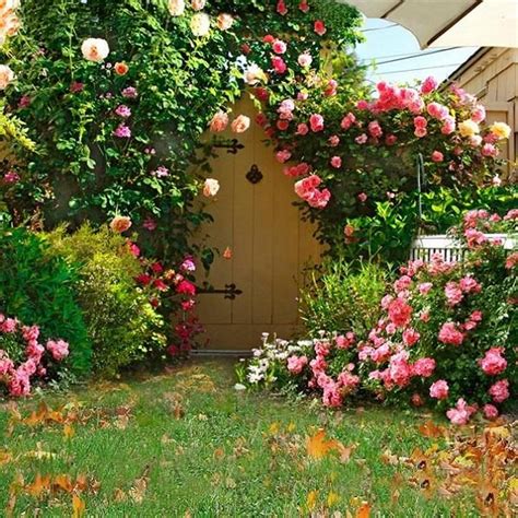 Scenery Photos Pink Flowers And Lawn Backdrop Flowers Photography