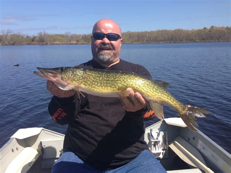 Big Pickerel In Fisherman