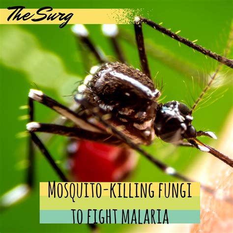 Mosquito Killing Fungi Engineered To Fight Malaria Scientist Fungus