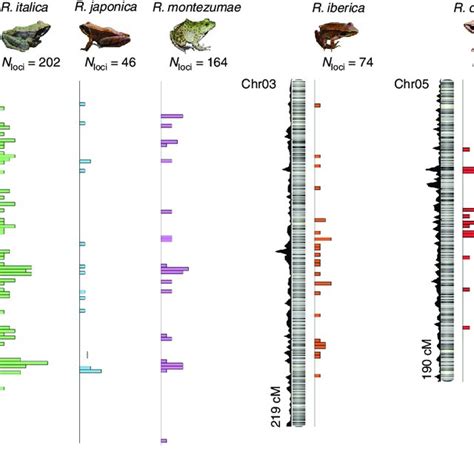 Evolution Of Homomorphic Sex Chromosomes And Sex Biased Gene Expression