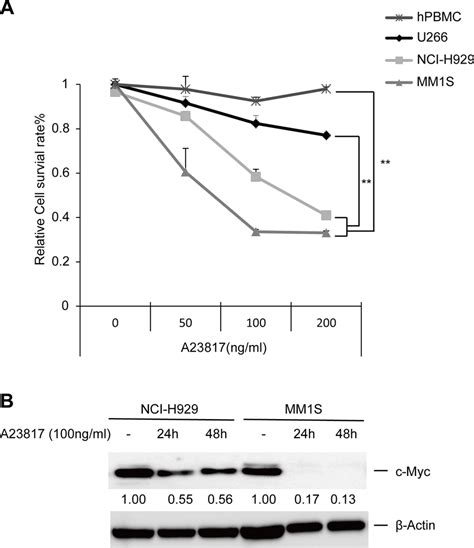 Increasing Levels Of Cytoplasmic Ca 2 Induce Cell Death And C Myc