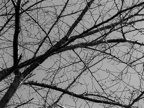 Free Images Tree Nature Branch Winter Black And White Trunk