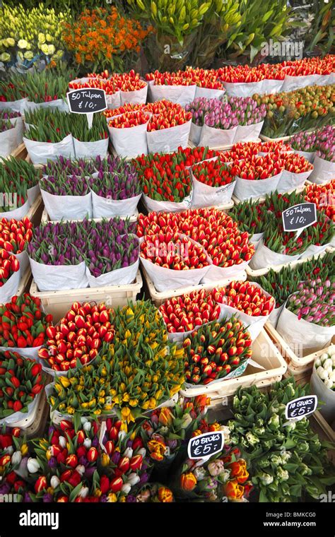 Tulips On Sale At The Flower Market In Amsterdam Holland Stock Photo