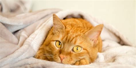 All About Ginger Cats→ Facts Lifespan And Intelligence My Pets Routine