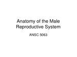 Ppt Male Reproductive Anatomy Of Cattle Powerpoint Presentation Free