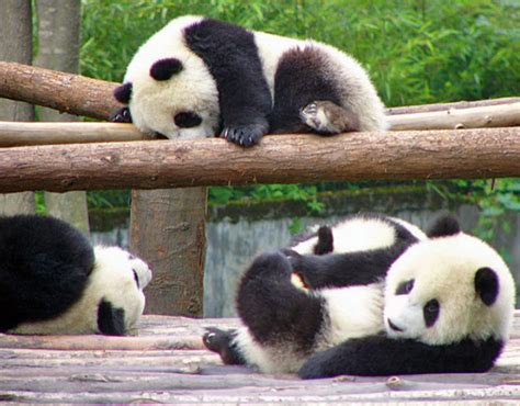 15 Amazing Sweet Pictures Of Cute Baby Giant Panda Bear