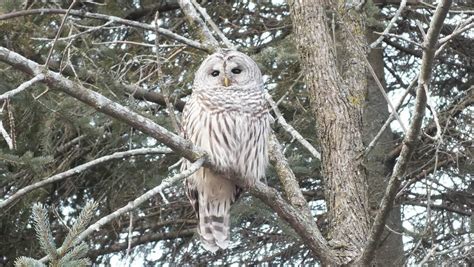 Barred Owl We Sighted At Thicksons Woods In Whitby