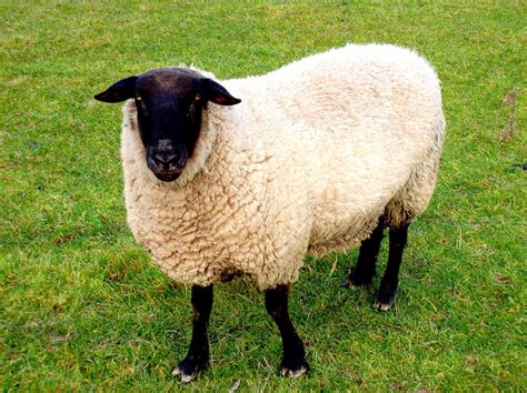 Black Faced Sheep Photograph By Kenneth William Caleno
