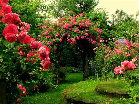 Beautiful Red Roses Garden Images