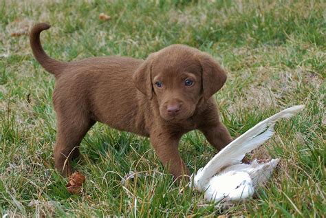 Why buy a chesapeake bay retriever puppy for sale if you can adopt and save a life? Chesapeake Bay Retriever Puppies - Puppy Dog Gallery