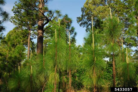 Longleaf Pine Pinus Palustris