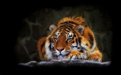 Tiger Full Hd Wallpaper And Background Image 1920x1200 Id324170