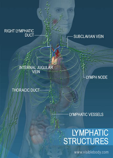 Back Of Neck Anatomy Lymph 3d Rendered Illustration Of A Mans Lymph