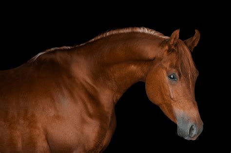 Arabian Horse Lifespan 101 Helpful Beginners Guide Horse Rookie