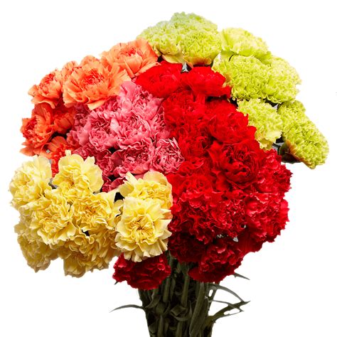 100 Stems Of Carnations Assorted Colors Beautiful Fresh Cut Flowers