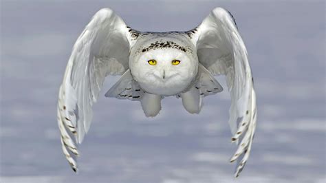 Snowy Owl Wallpapers Top Free Snowy Owl Backgrounds Wallpaperaccess
