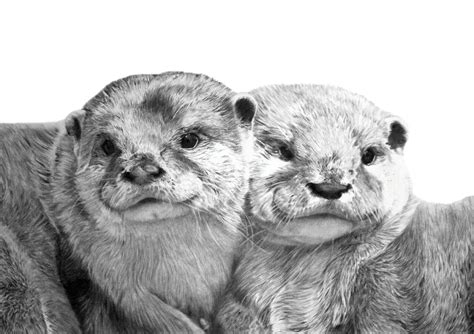 Cuddling Otters Close Up Detail Artwork Otter Art Pencil