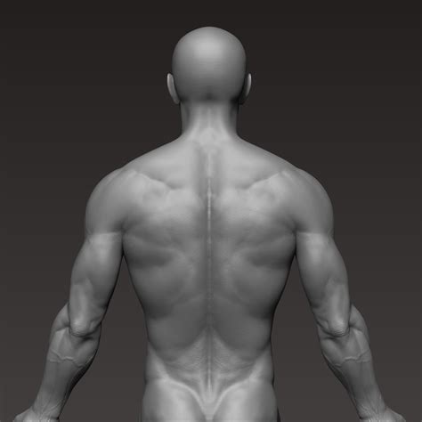 D File Anatomically Correct Muscular Male Body Low And High Poly Low