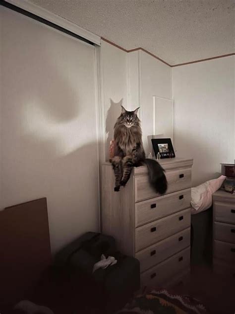 Cat Sitting On Dresser Human Style Roddlyterrifying