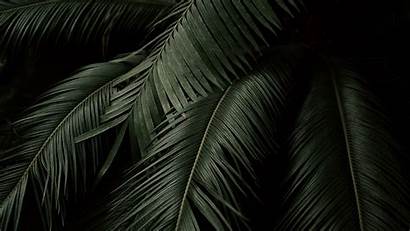Branches Palm Leaves Dark Hdtv Fhd 1080p