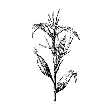 Drawing Of Corn Plant Stock Photos Pictures And Royalty Free Images Istock