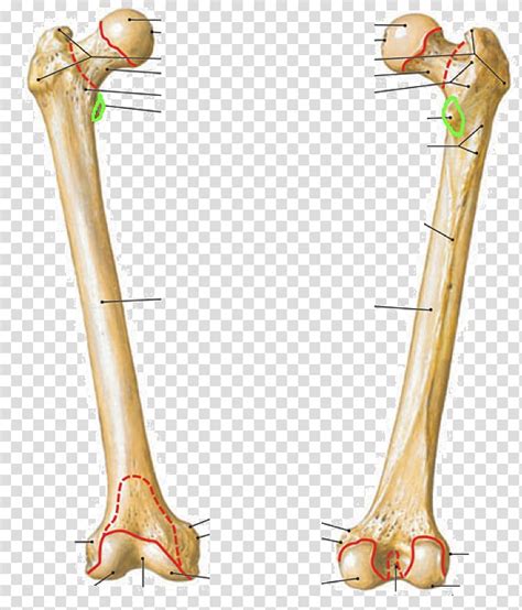 Femur Anatomie