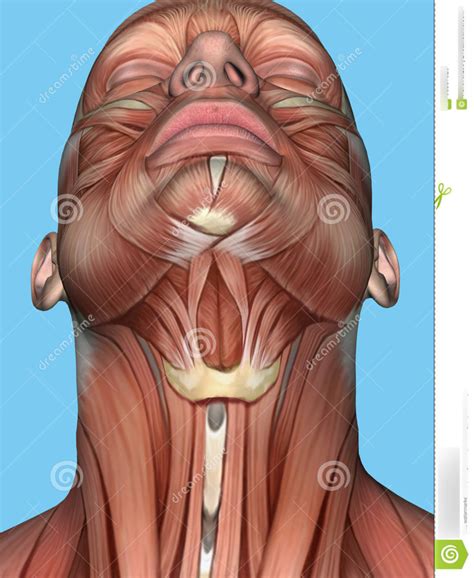 Chin And Neck Muscles Diagram Quizlet