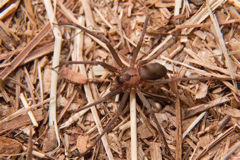 Brown Recluse Spider Bite On Neck