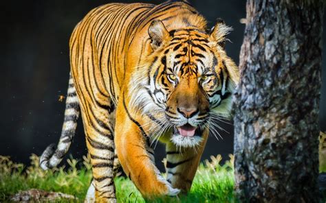 デスクトップ壁紙 虎 野生動物 大きな猫 動物園 動物相 哺乳類 脊椎動物 哺乳動物のような猫 1920x1200