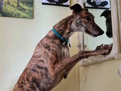 Can You Give Ricky The Greyhound A Home In The Midlands