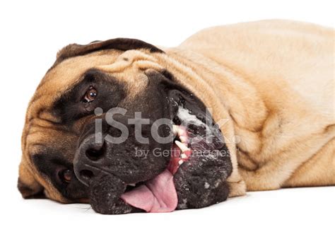 Mastiff Dog Stock Photo Royalty Free Freeimages