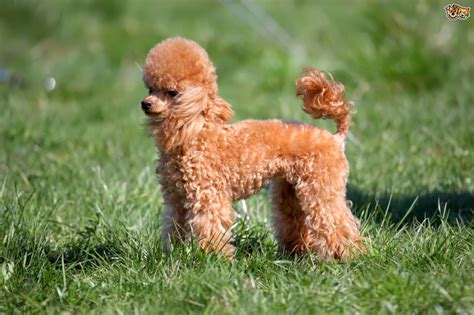 Toy Poodle Dog Breed Facts Highlights And Buying Advice Pets4homes