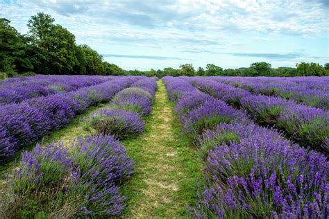 6 Stellar Lavender Farms In Texas To Visit Right Now
