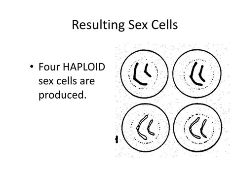 Ppt Cell Division Powerpoint Presentation Free Download Id2183088