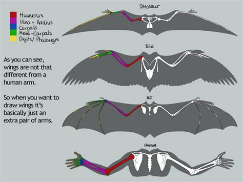13 605 просмотров • 26 февр. Dragon Anatomy by Vorthos Mike | GatheringMagic.com ...