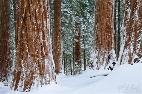 Winter Wonder Woods Kings Canyon Np Ca Art In Nature Photography