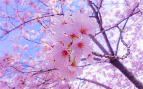 Sakura Flowers Bloom Spring Pink 4k Wallpaper 4k