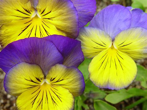 Purple And Yellow Pansies Photograph By Utah Images