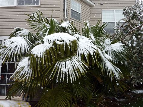 Best Cold Hardy Palm Trees