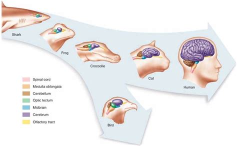Figure 2810 The Evolution Of The Vertebrate Brain