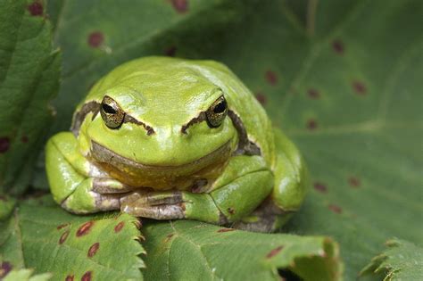 Tree Frog En Face Photograph By Roeselien Raimond Pixels