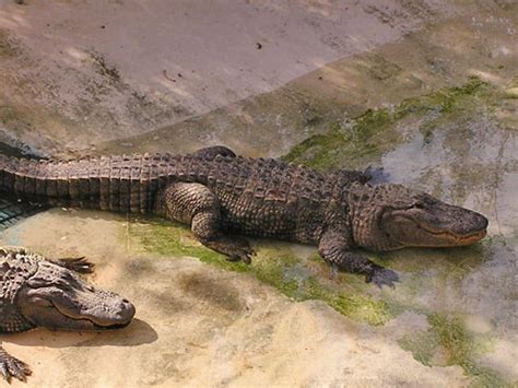 Alligator Mississippiensis American Alligator In Zoos