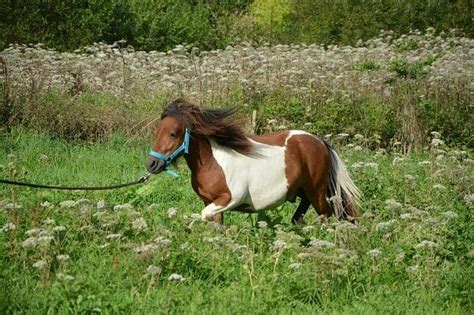 Free for commercial use no attribution required high quality images. Your Horse's Breed Could Predict His Colic Risk ...