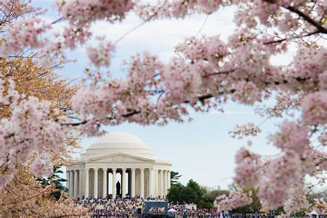 Facts About Washington Dcs Cherry Blossom Festival