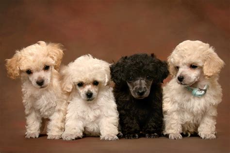 Poodle Puppies Wallpapers 4k Hd Poodle Puppies Backgrounds On
